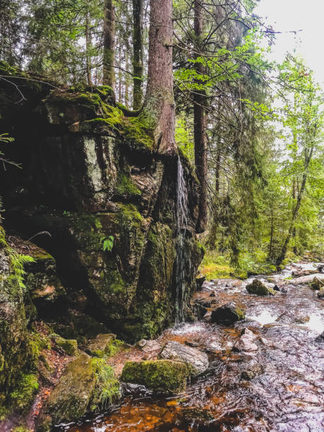 istock A river with a small waterfall through the Black Forest in Germany. 1406981390