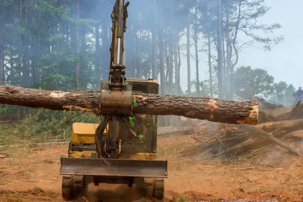 Photo of A deforestation the forest a work is performed on a tractor manipulator which lifts logs