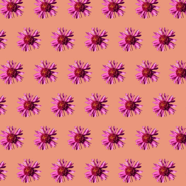 Beautiful chrysanthemums in geometric grid pattern on a calming coral background