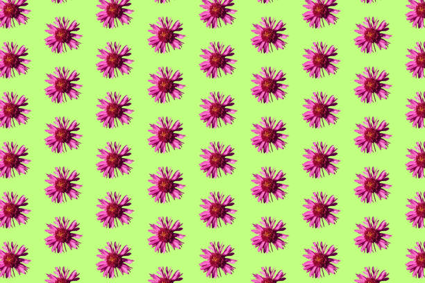 Beautiful chrysanthemums in geometric grid pattern on a light green background