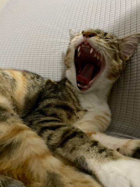 istock cute cat yawning and open mouth 1406984251