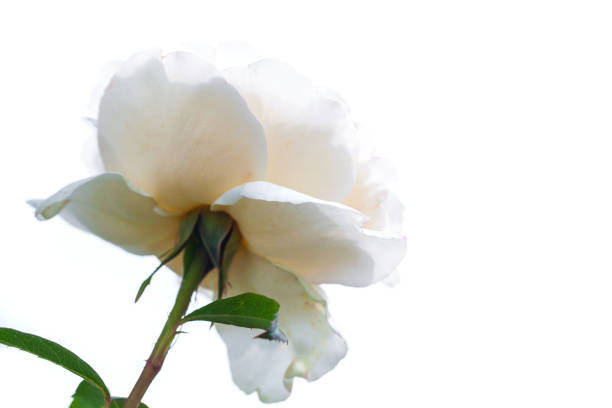 White rose flower over white background, macro photo of cultivated flower head with soft selective focus