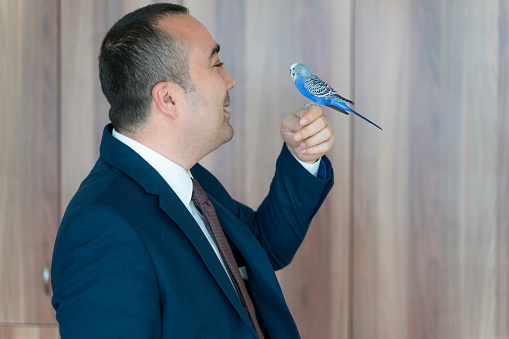 Officer in a suit and a budgie perched on his finger. Officer man feeding bird in office. The sunlight appears to be striped. Shot with a full frame camera.