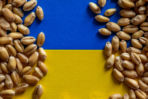 Wheat grain on Ukraie flag. Concept of grain floating export problems