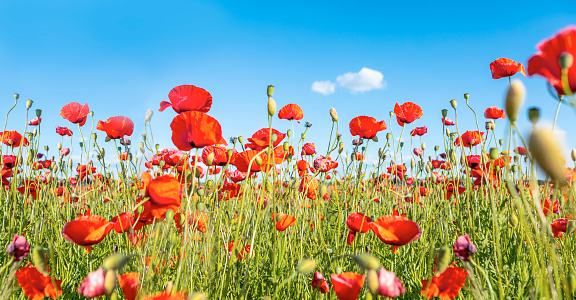 Field full of poppies in a spring day with rain in the distance behind the meadow.