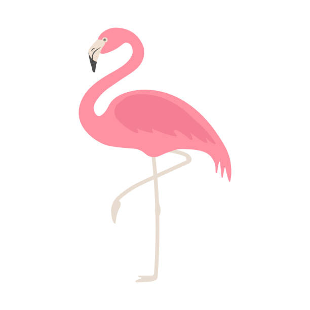 illustrations, cliparts, dessins animés et icônes de flamant plat vectoriel - flamingo bird isolated animal leg