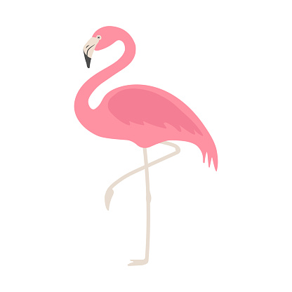 Vector flat flamingo isolated on white background