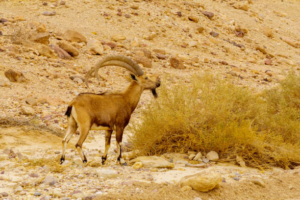 istock Nubian Ibex in the Arava desert valley 1406986655