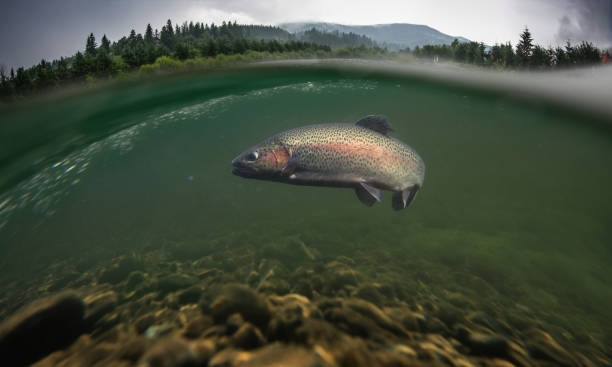 regenbogenforellenfische unter wasser. - fly fishing stock-fotos und bilder