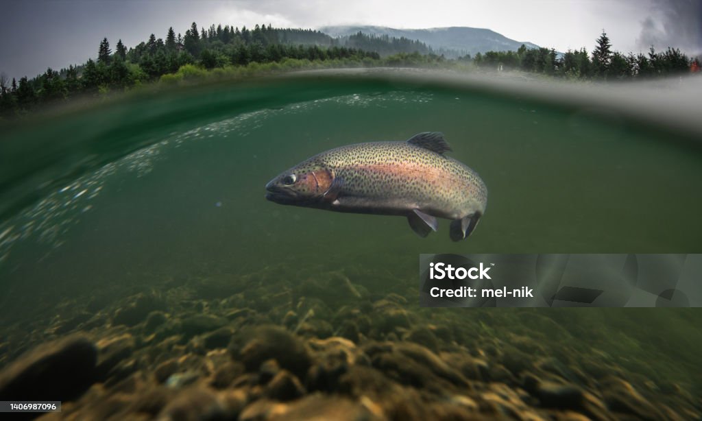 Rainbow trout fish underwater. Rainbow trout underwater. Mountain fishing background. Fly-fishing Stock Photo