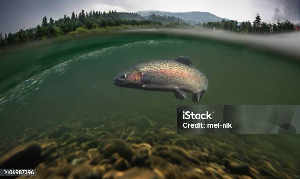 Rainbow Trout Fish Underwater Stock Photo - Download Image Now - Fly-fishing, Trout, Underwater
