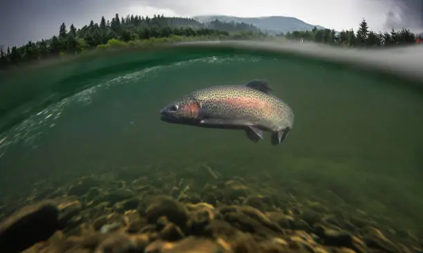 Photo of Rainbow trout fish underwater.