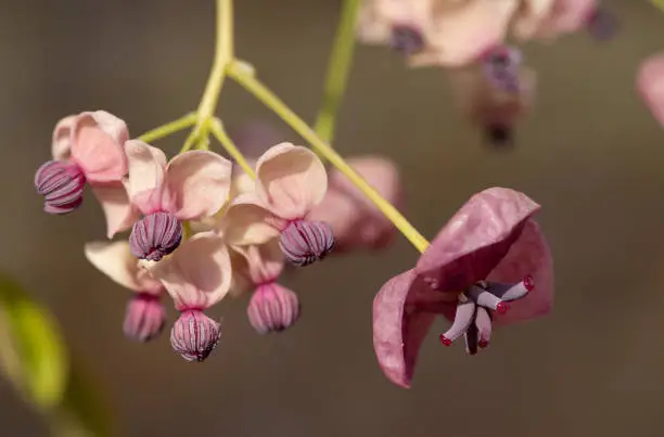 Close up of flowers on a chocolate vine (akebia quinata) plant