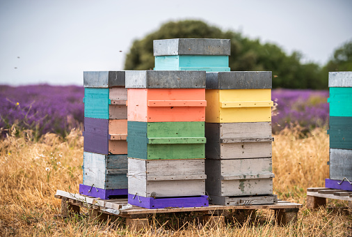 Bee hives on lavender and sunflower fields, near Valensole, Provence. France. Famous, popular destination for tourists for making vacations in summer.
