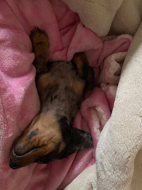 istock Dachshund Puppy 1406987991