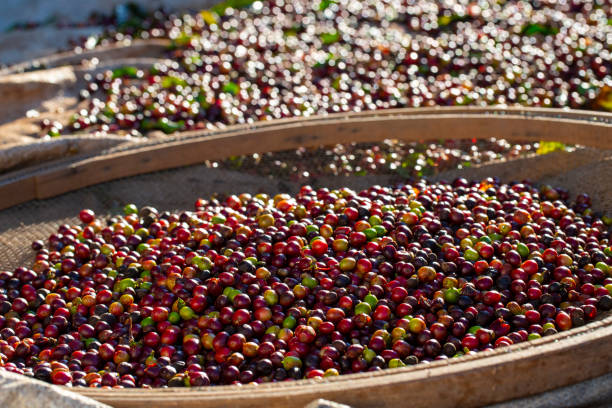 istock Sieve with harvested coffee beans 1406989559