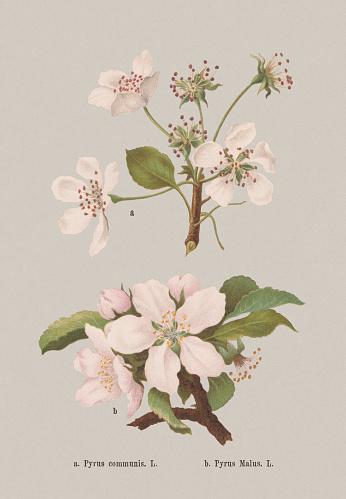 Spring flowers (Rosaceae): Wild pear (Pyrus communis); b) Apple (Malus domestica, or Pyrus malus). Chromolithograph, published in 1884.