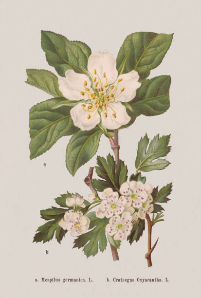 illustrations, cliparts, dessins animés et icônes de fleurs de printemps (rosaceae), chromolithographie, publié en 1884 - aubepine