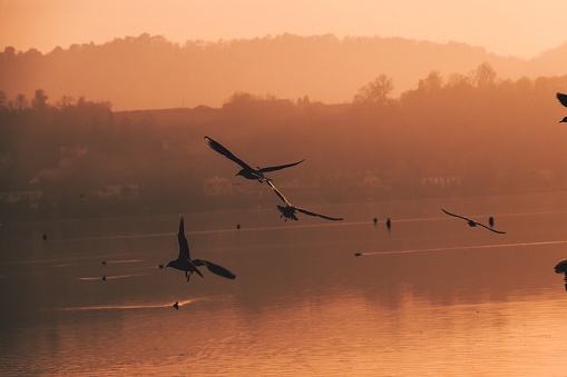 birds flying over the lake, and landscape that gives tranquility