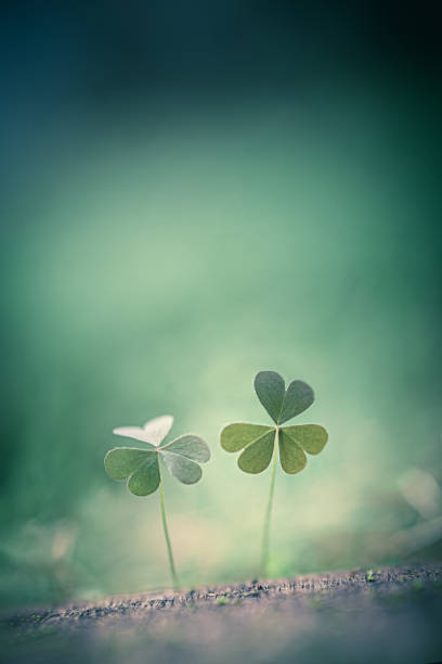 istock Beautiful nature background with two clover leaves. close-up macro. Template for design. copy space for text 1406990511