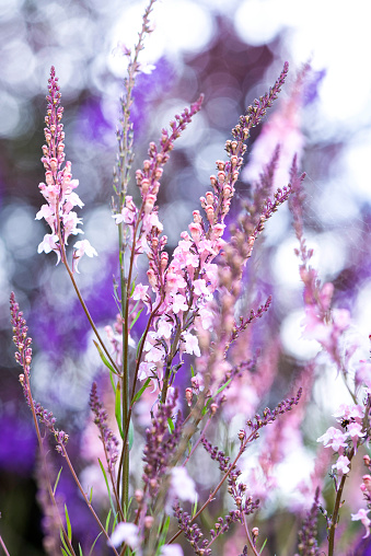 Purple and pink Toadflax in a domestic garden. The image is taken with shallow depth of field with the Toadflax in focus in the foreground and the sky is defocussed with bokeh patterns.