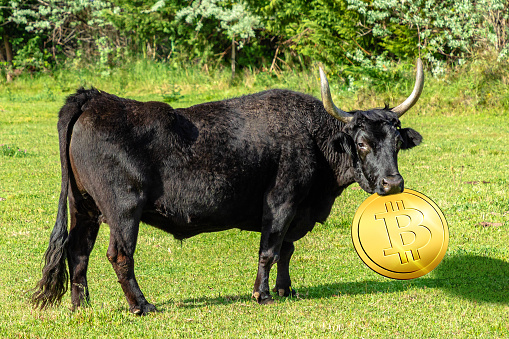 Concept of the bullish scenario on Bitcoin price. Bull holding a golden coin of Bitcoin. Concept of attack to Cryptocurrency ecosystem and regulation. Bitcoin is a virtual currency and store of value.