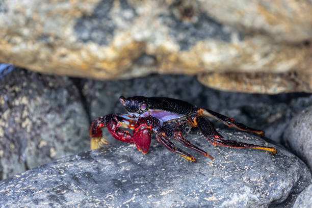 istock Red crab half-hidden among the rocks, Tenerife. 1406991453