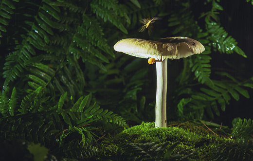 A yellow slug and insects cling to a fairy ring mushroom at night.
