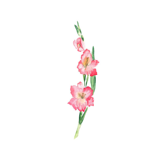 ピンクのグラジオラスの花。白い背景に分離された水彩画のイラスト。 - white background isolated on white isolated gladiolus点のイラスト素材／クリップアート素材／マンガ素材／アイコン素材