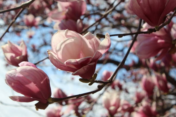 istock A frame full of blooming Tulip Magnolia flowers 1406993215