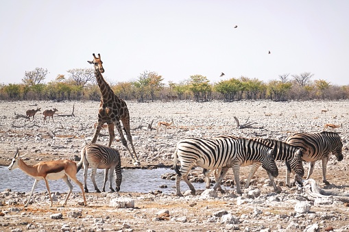 Greater kudu ( Tregalaphus strepsiceros) Etosha National Park, Namibia, Africa.
