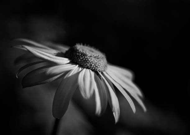 istock Black and white, flower, flowers, daysi, petals, nature, macro, spring 1406994364