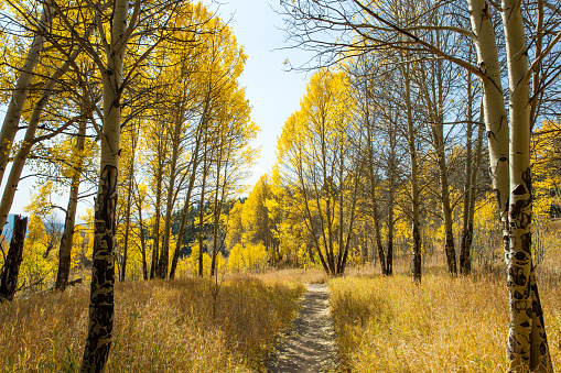Hiking Trail surrounded by beautiful Aspen Trees during fall in Colorado