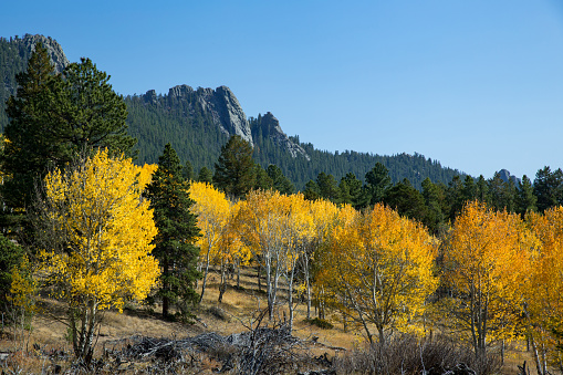 Colorado mountain covered with colorful aspen trees in fall