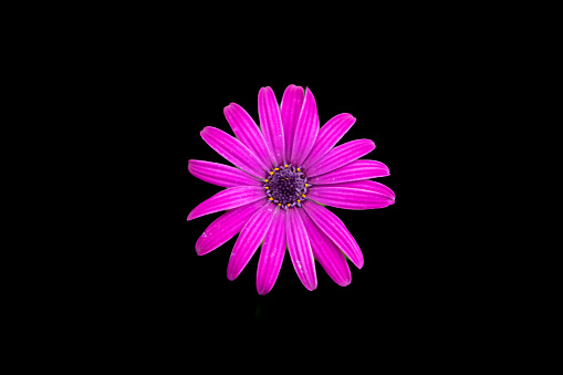 top view brightly colored cape daisy flower on black background, optimized for cropping.