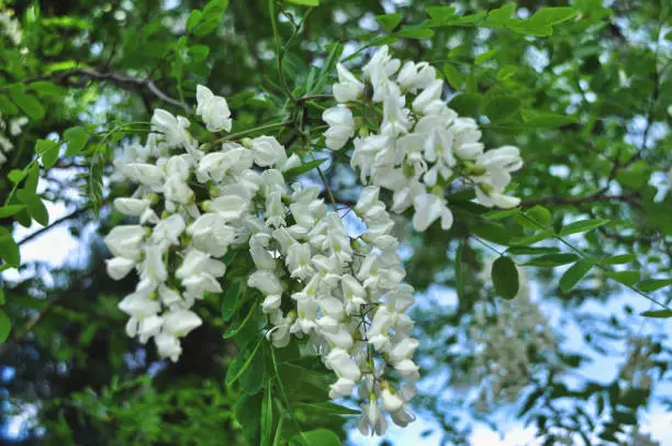 acacia robinia white flowers hanging on a tree black robinia