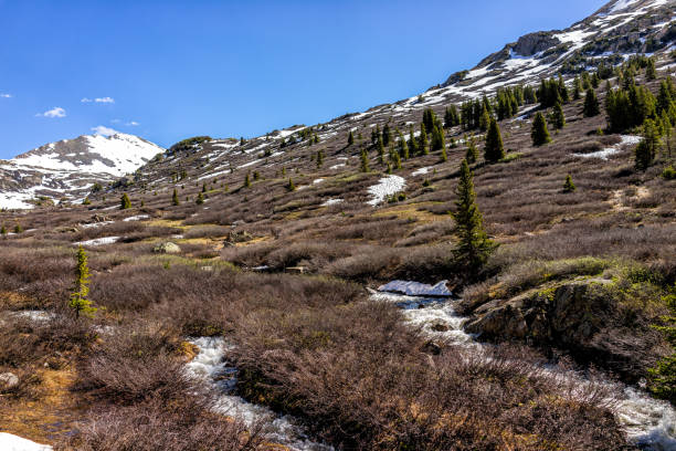 schneebedeckter blick auf die felsigen berge und kiefern auf der verschneiten wiese am linkins lake trail am independence pass in der nähe von aspen, colorado im frühsommer mit blauem himmel - linkins lake trail stock-fotos und bilder