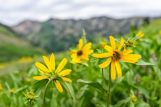Photo of Albion Basin, Utah meadows trail in wildflowers season festival in Wasatch mountains with macro closeup of many yellow Arnica sunflowers flowers and bokeh background