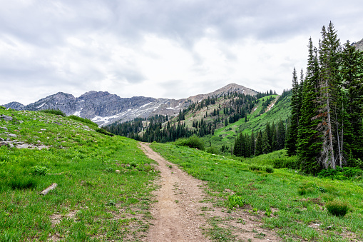 Albion Basin, Utah in America lush summer with landscape meadow view of dirt road trail footpath in Wasatch mountains called Albion Meadows