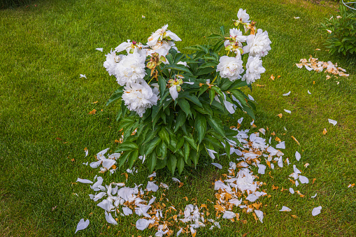 Close up view of faded white peony flowers ewith fallen petals on grass.