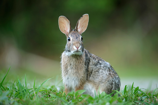 This is a photograph of a wild rabbit sitting outside in the Devil’s Tower National Monument grounds in Wyoming, USA.