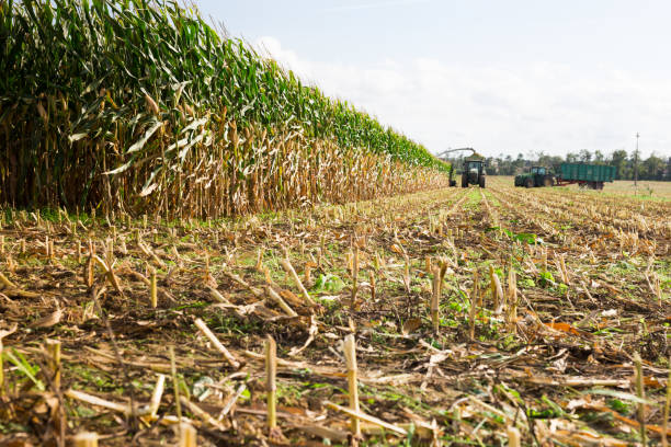 istock Agricultural machinery harvesting maize 1407002653