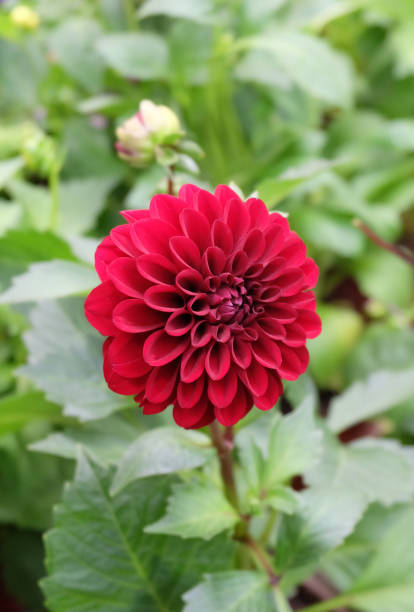 istock Dark red dahlia flower 1407003501