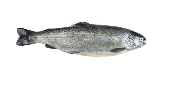istock Dead trout fish isolated on white background. Freshwater animal 1407004575