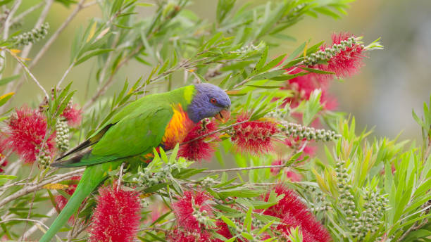 istock a rainbow lorikeet feeding on red bottlebrush at the central coast 1407006276