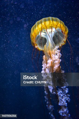 istock Jellyfish 1407006356