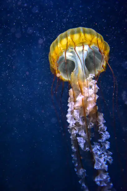 Cute and dangerous jellyfish swimming in the ocean.