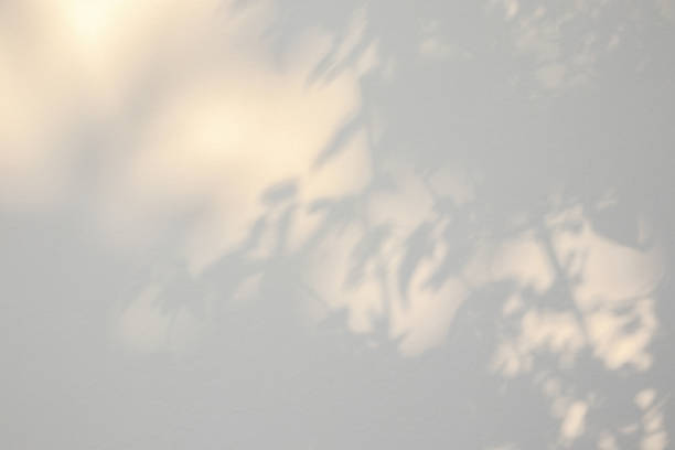 istock Abstract natural tree leaves shadow on white wall background 1407007131