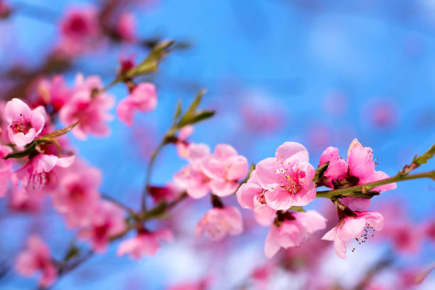 istock Pink peach flowers blooming on peach tree, selective focus. Peach blossom in spring in sky background. 1407007332