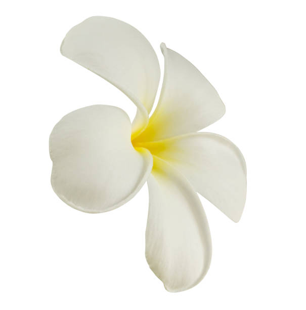 istock White frangipani flower isolated on white background 1407007340